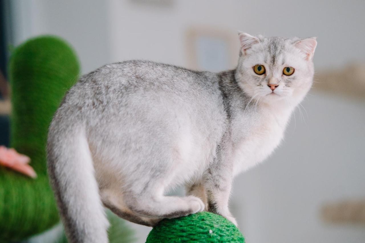 Meow Cafe & Hotel Patong Экстерьер фото