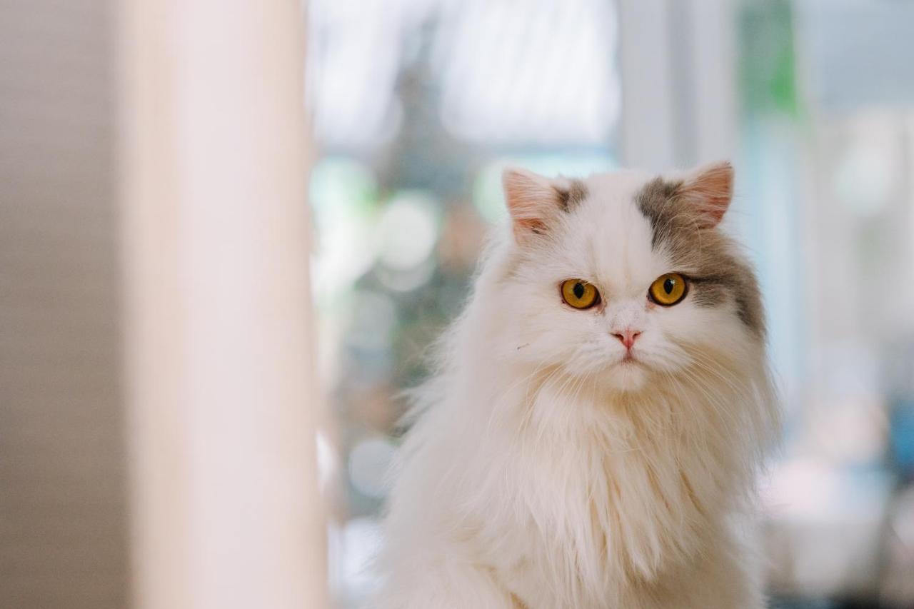 Meow Cafe & Hotel Patong Экстерьер фото