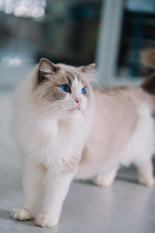 Meow Cafe & Hotel Patong Экстерьер фото